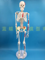 85cm Skeleton Model Human Model With Muscle Spine Nerve System Medical Teaching Educational Equipment Skeleton  Anatomy Model