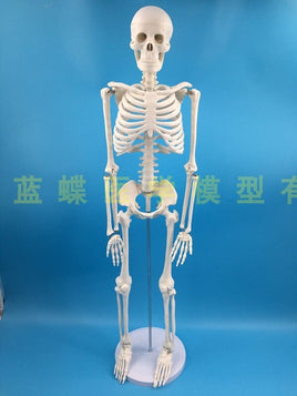 85cm Skeleton Model Human Model With Muscle Spine Nerve System Medical Teaching Educational Equipment Skeleton  Anatomy Model