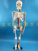 85cm Skeleton Model Human Model With Muscle Spine Nerve System Medical Teaching Educational Equipment Skeleton  Anatomy Model